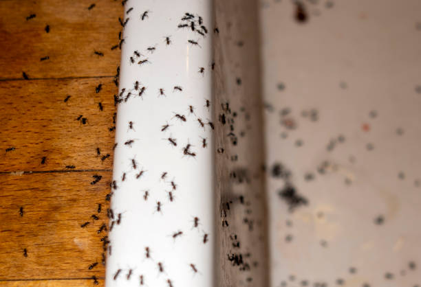 Best Flea Control Services  in Oaklawn Sunview, KS